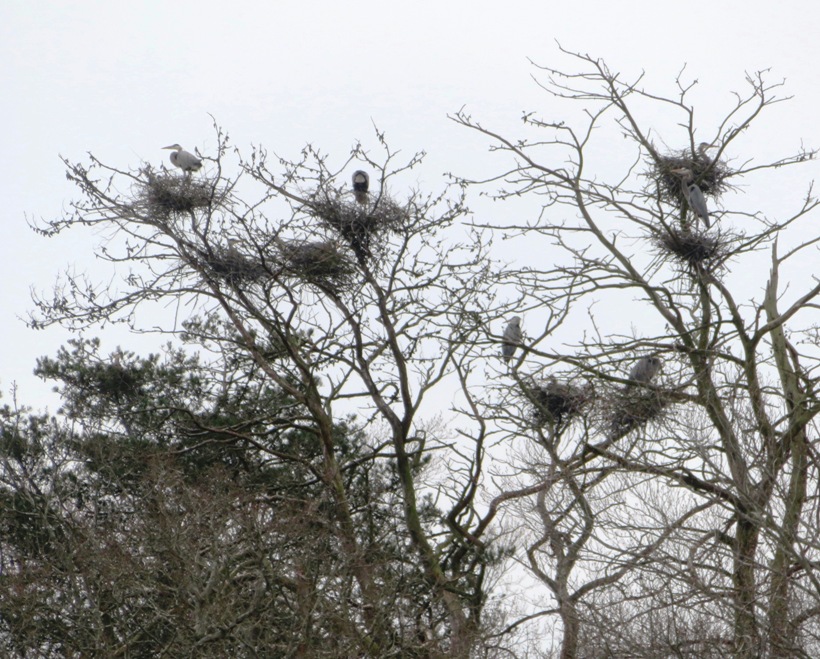 Great blue heron rookery