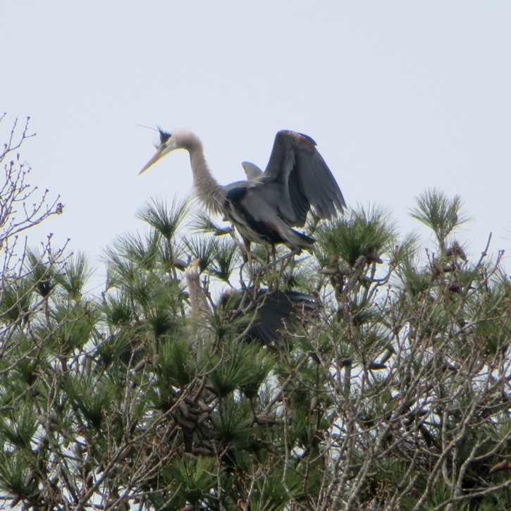 Herons possibly fighting