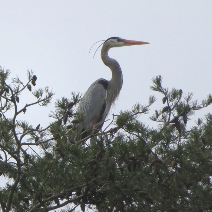 Heron on the lookout