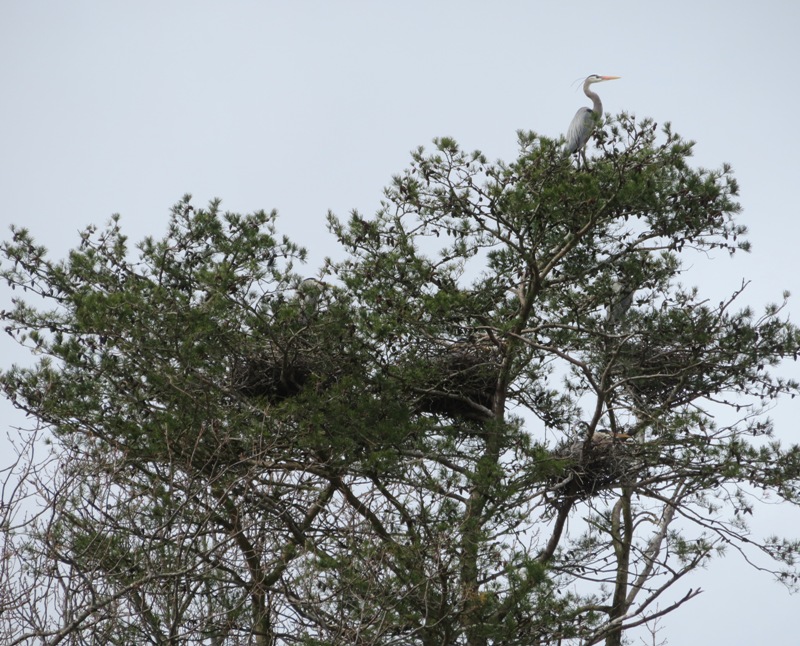 Nests on an evergreen tree