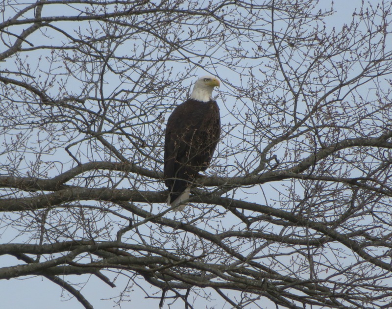 Bald eagle perched in tree