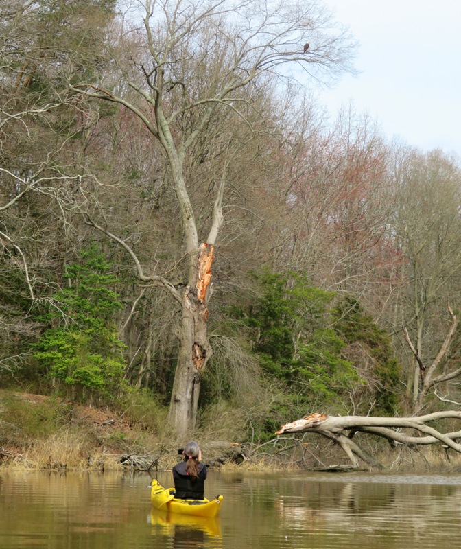 Sara photographing an eagle high up in a tree