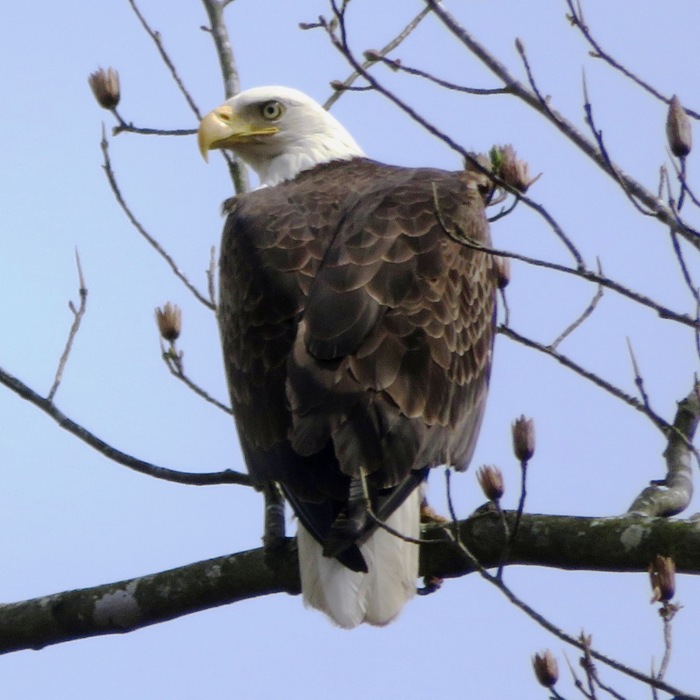 Close-up of eagle looking back