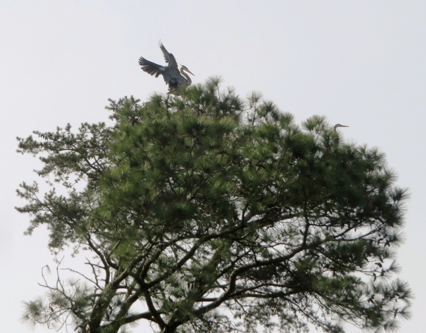 Herons on evergreen