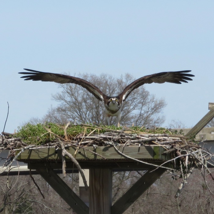 Osprey on nesting platform