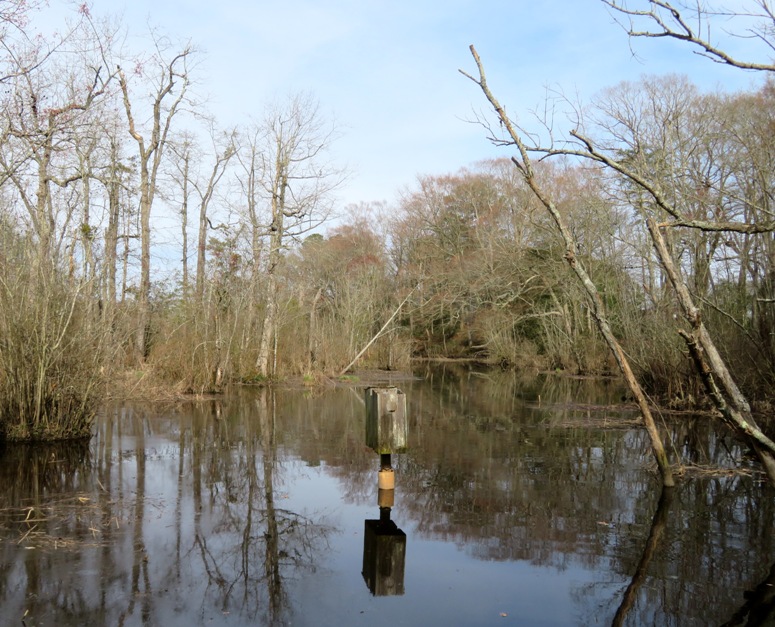 Nesting box protruding out of tree-lined water