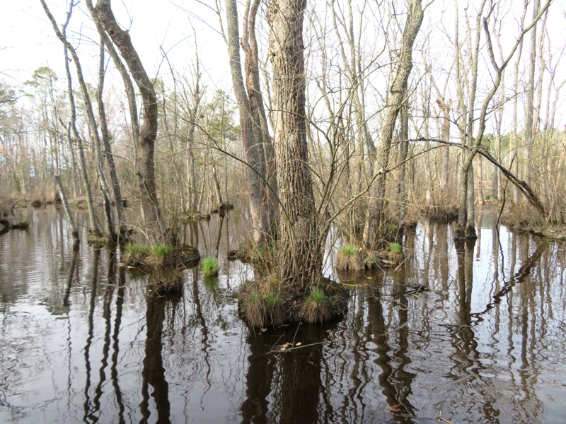 Trees growing out of swampy water