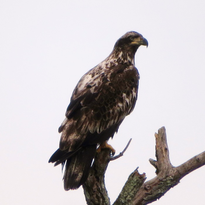 Immature bald eagle