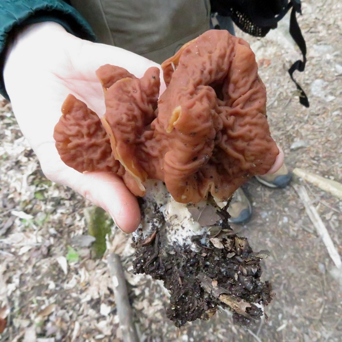 Possibly Gyromitra brunnea or Gyromitra esculenta