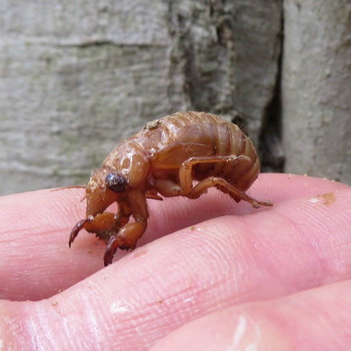 Fourth instar cicada nymph