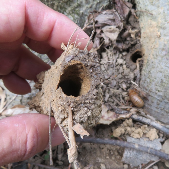 Perfect tunnel made by cicada nymph