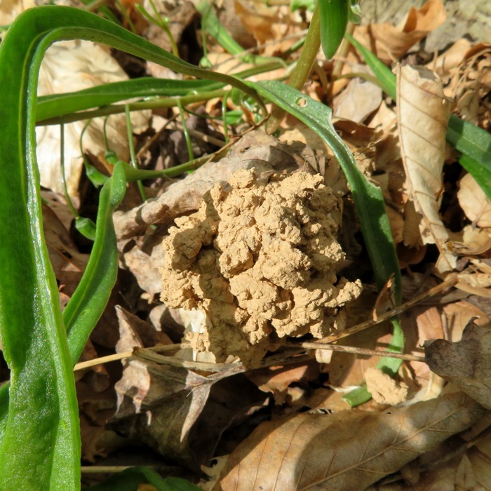 Something that reminds me of a crayfish mound