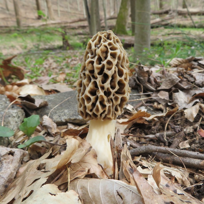 Single morel among leaves