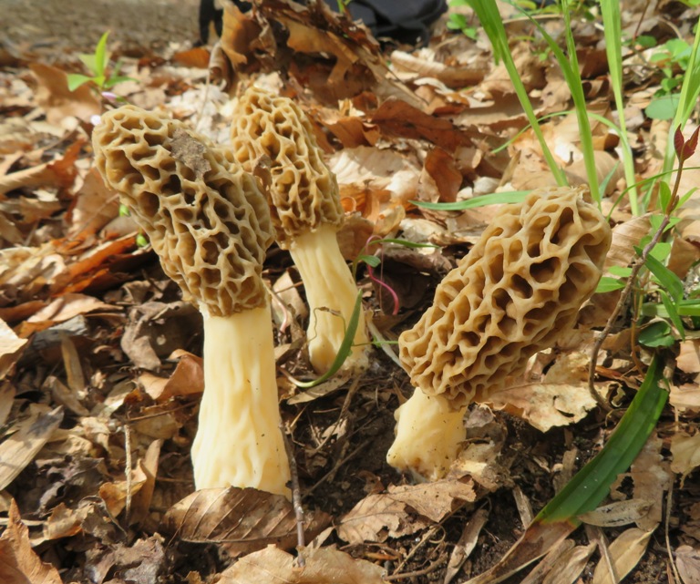 Three morels