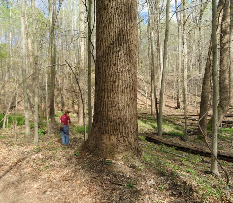 Big tulip poplar landmark