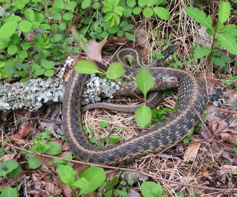 Garter snake found by Norma