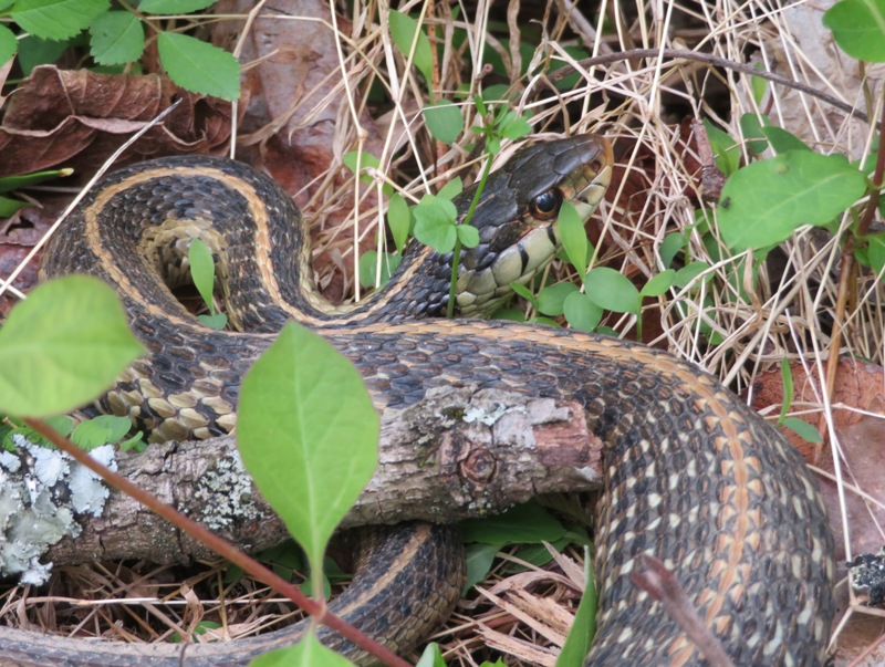 Same garter snake