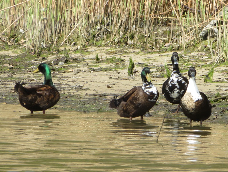 An assortment of ducks