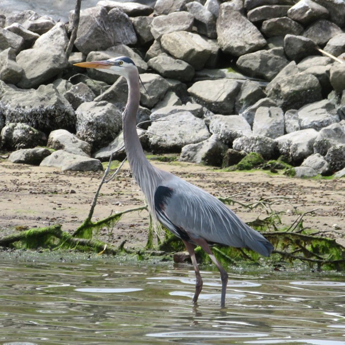 Great blue heron