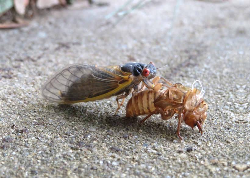 Cicada adult with exuvia