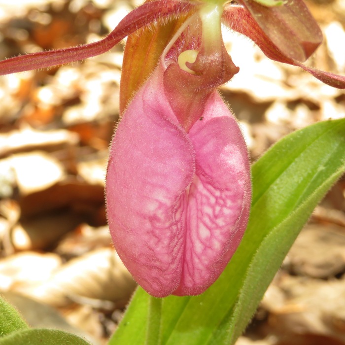 Wild pink lady's slippers orchid