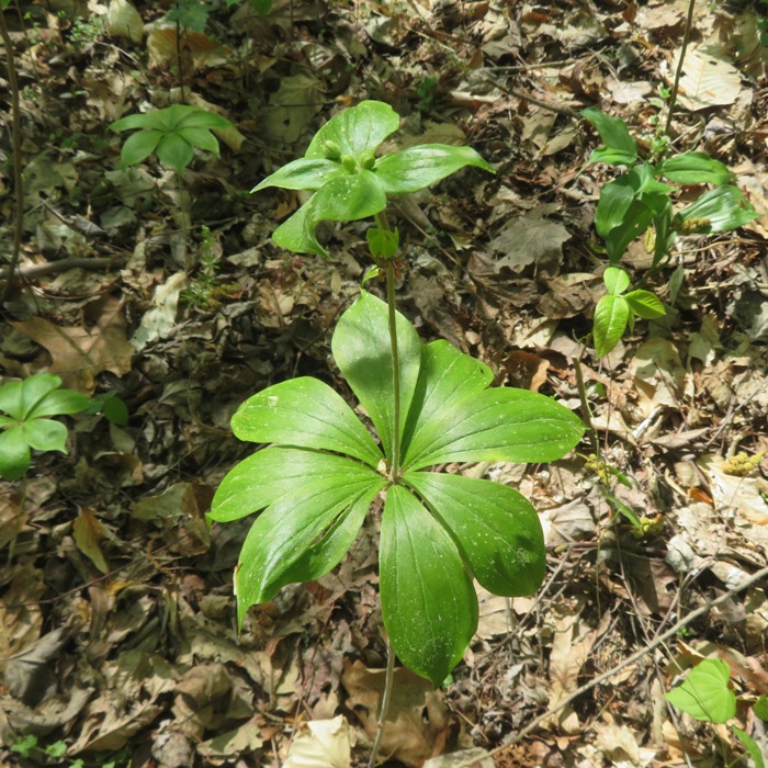 Indian cucumber plant