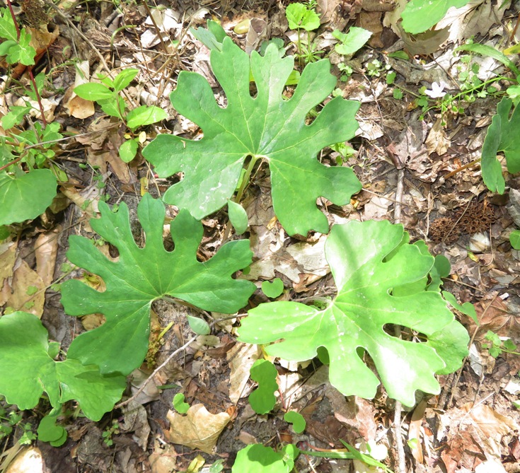 Bloodroot leaves