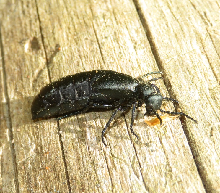 Blister beetle