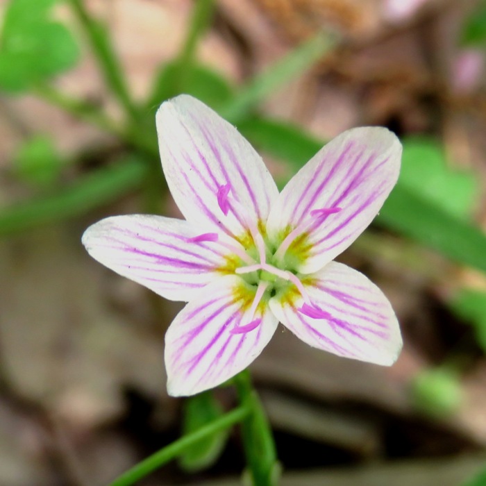 Spring beauty flower