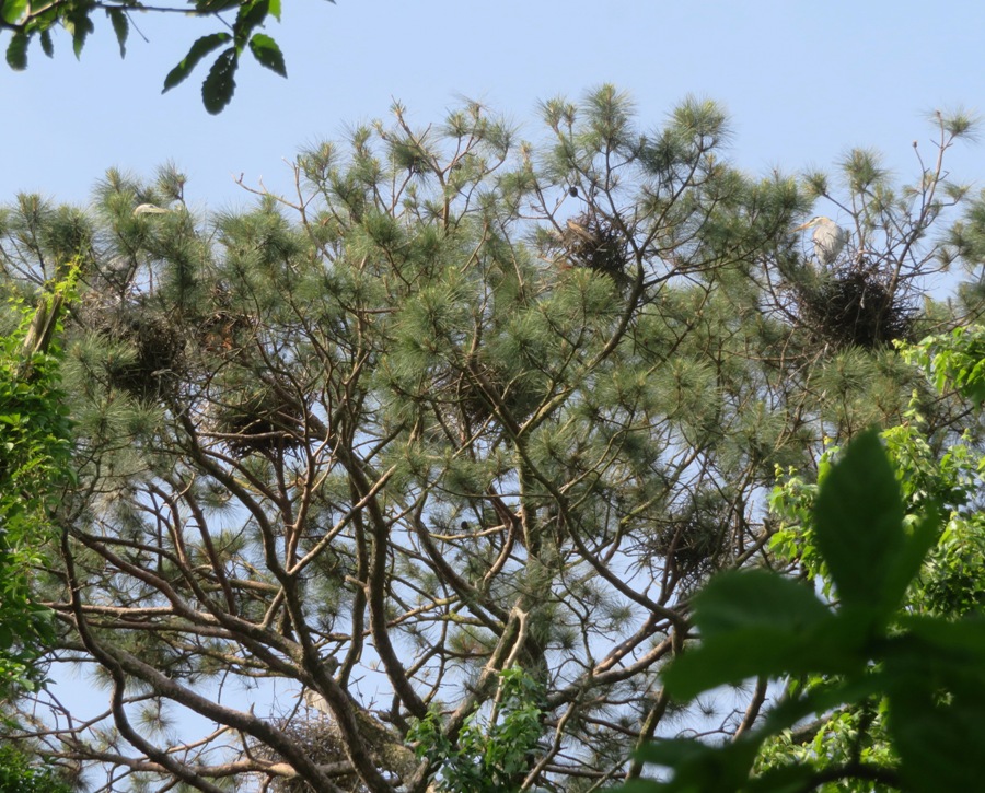 Tree containing seven great blue heron nests