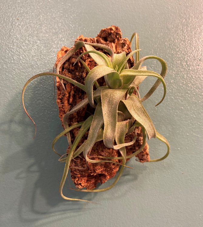 Air plant