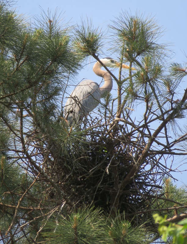 Close-up of single great blue heron on its nest