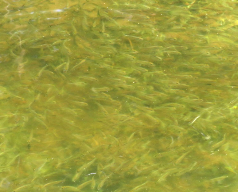 School of small fish