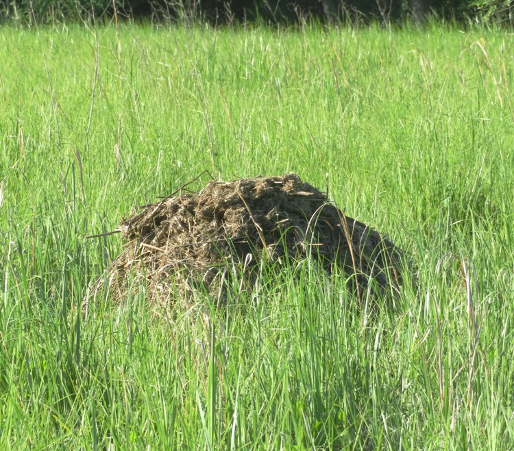 Muskrat mound