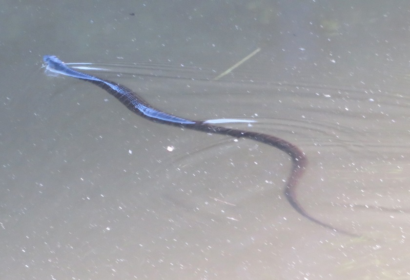 Northern water snake swimming