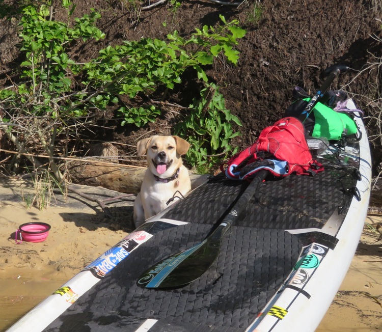 Daphne next to my SUP on the island