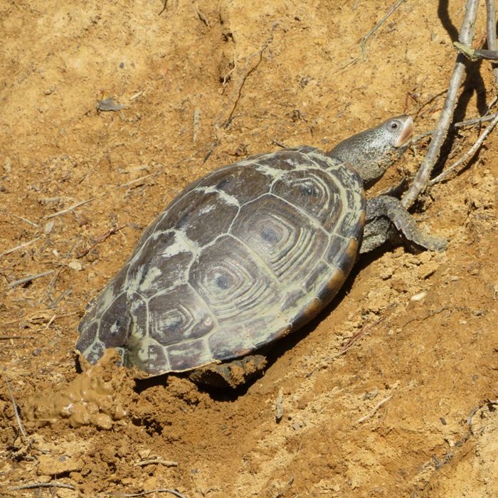 Diamondback terrapin laying eggs