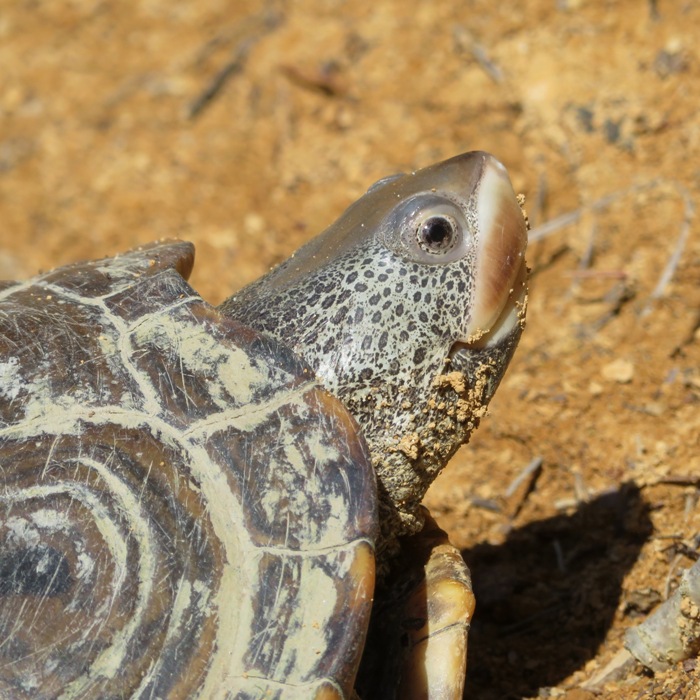 Close-up of face of terrapin