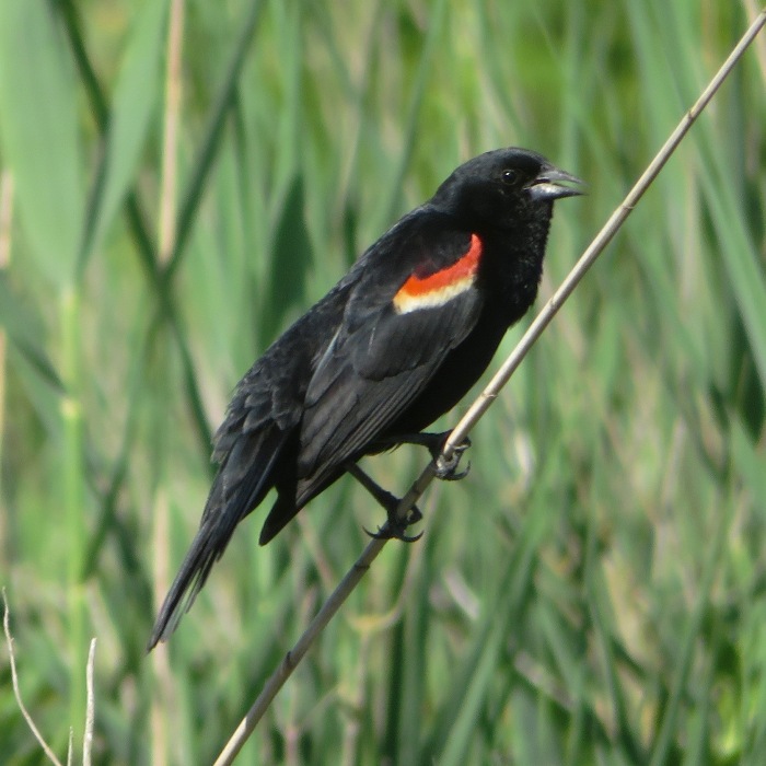 Red-winged blackbird on blade of grass