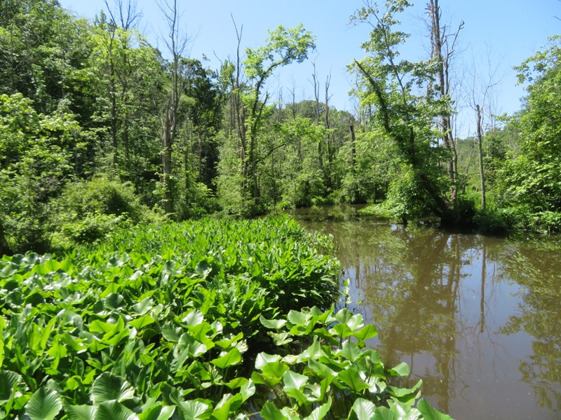 Greenery on upstream Marsh Creek