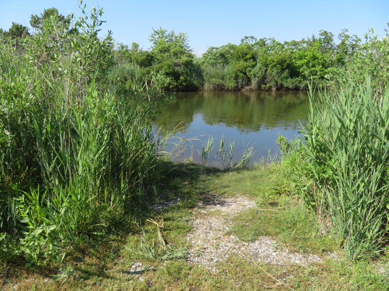 Break in grasses at Ferry Point Nature Park