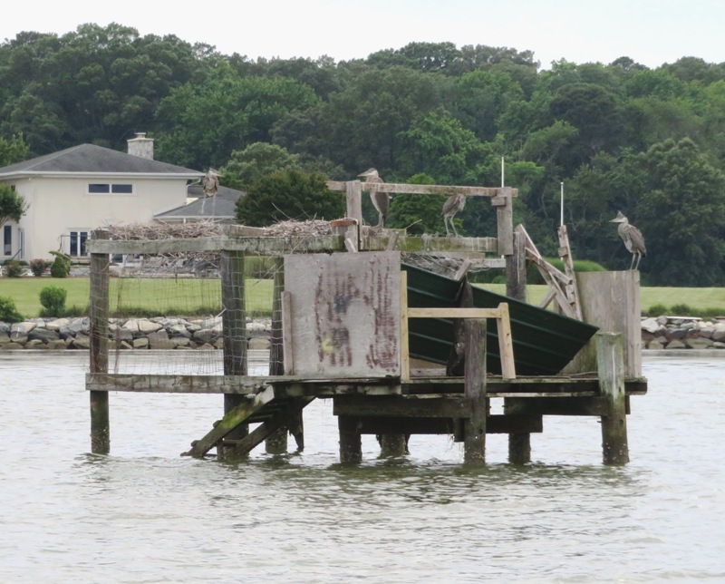 Heron rookery on duck blind