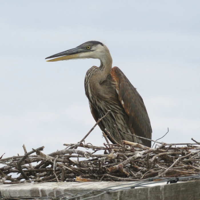 Great blue heron on nest