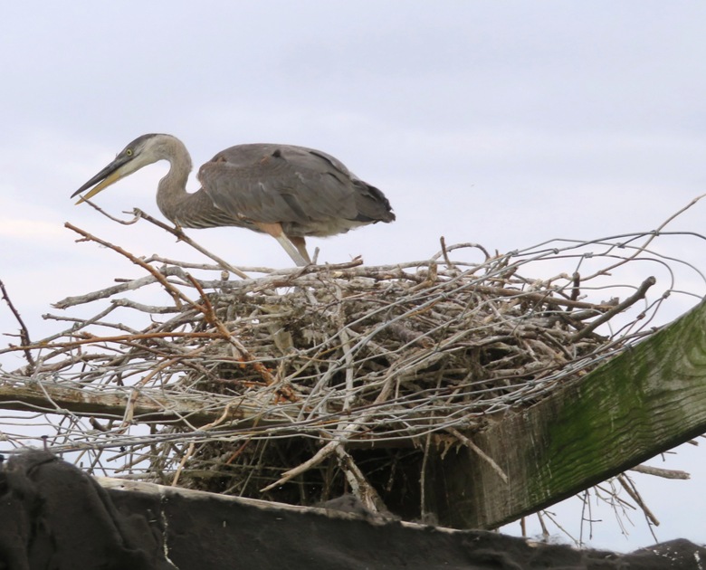 Great blue heron on nest