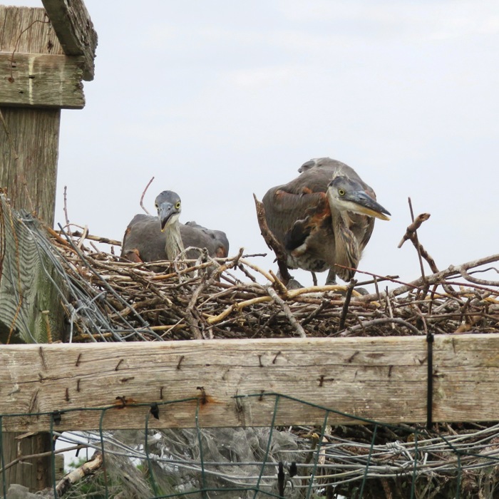 Young great blue herons