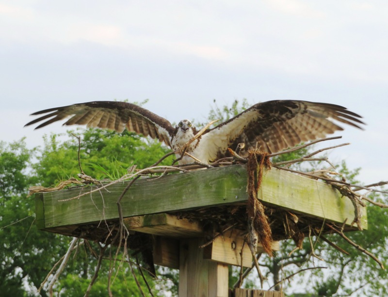 Osprey spreading its wings