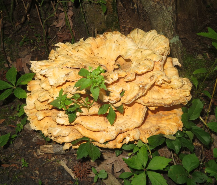 Big mushroom