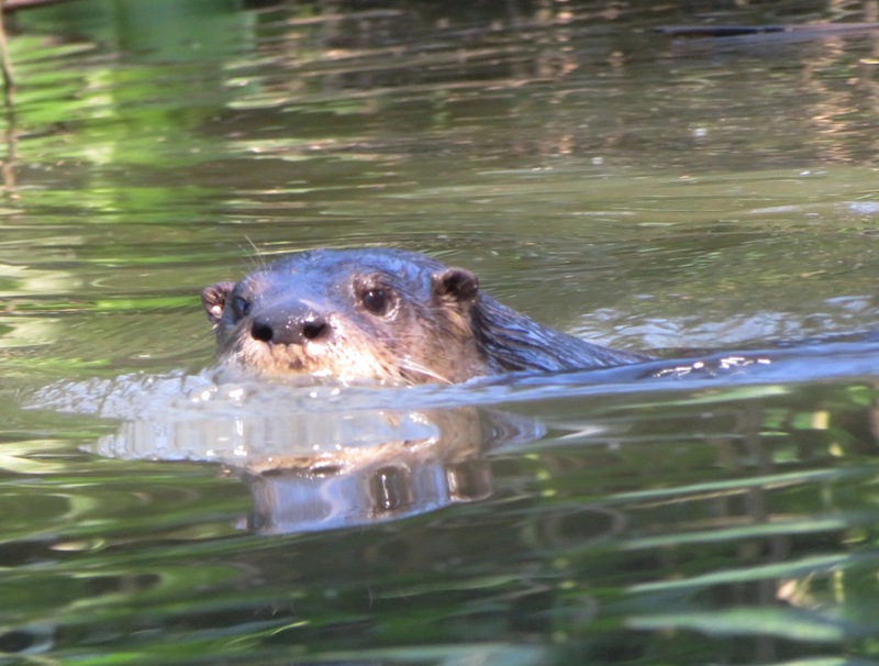 Otter swimming