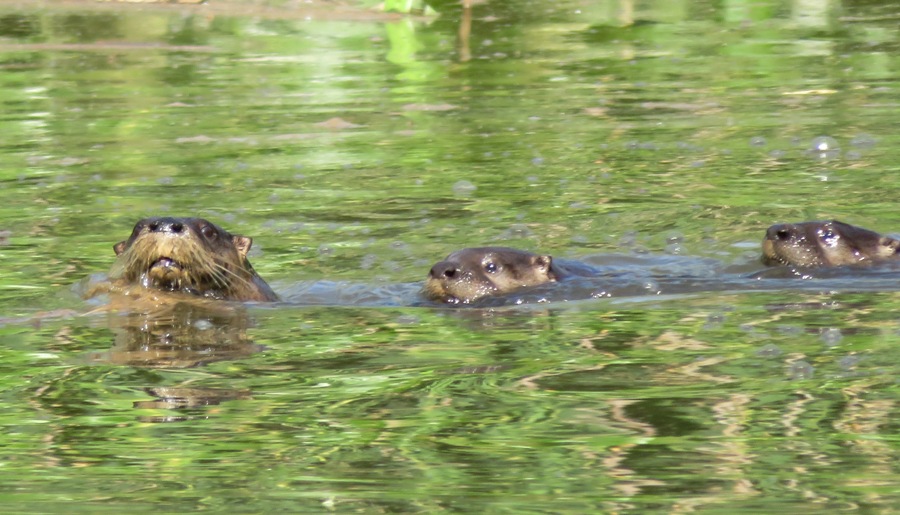 Three otters swimming