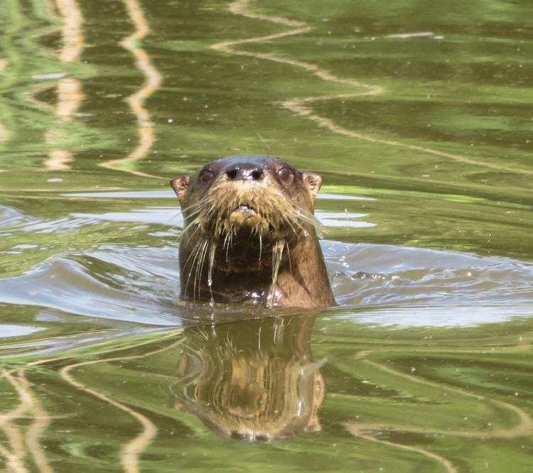 Otter stopping to get a look at me